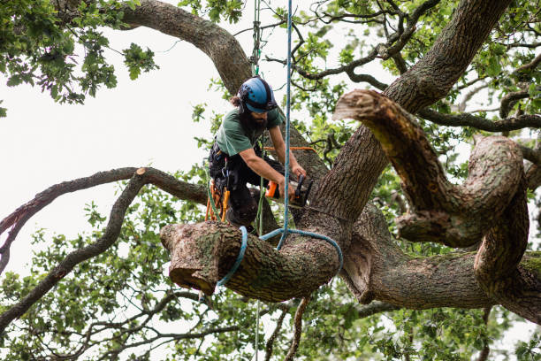 Best Tree Disease Treatment  in Rio, VA