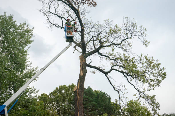 Best Leaf Removal  in Rio, VA